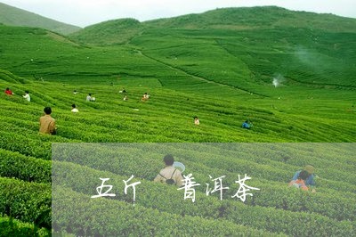 五斤 普洱茶/2023042684422